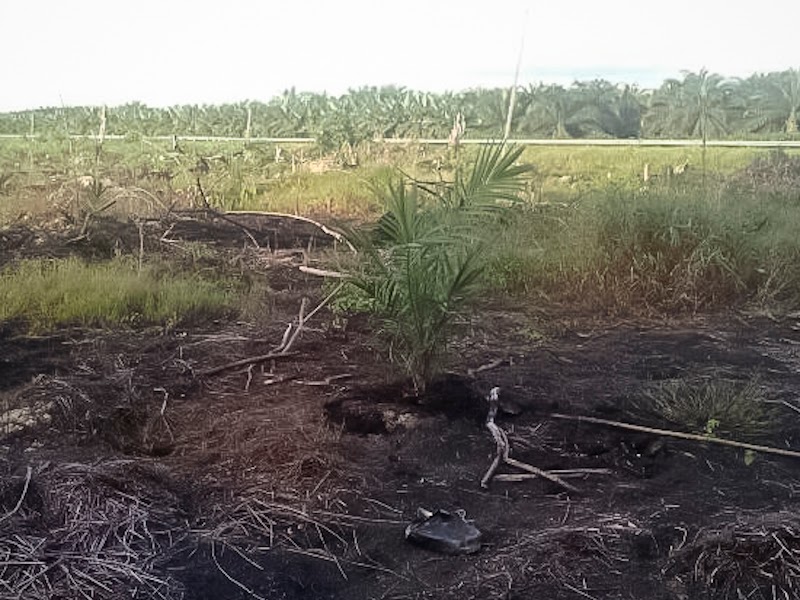 Rezeki Sawit: Anak Sawit Di Tanam Di Ladang