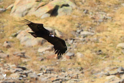 Buitre negro (Aegypius monachus) surcando los cielos en un bajo vuelo rasante.