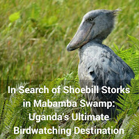 In Search of Shoebill Storks in Mabamba Swamp: Uganda's Ultimate Birdwatching Destination In Search of Shoebill Storks in Mabamba Swamp: Uganda's Ultimate Birdwatching Destination