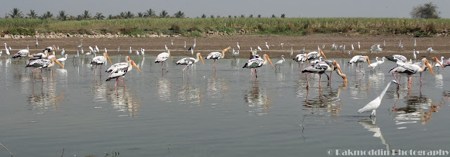 Migrated bird watching at Bhigwan kumbargaon - Simply amazing experience