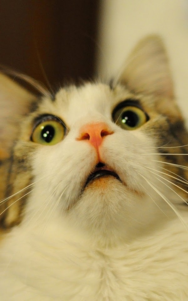 Surprised Cat  Galaxy Note HD Wallpaper