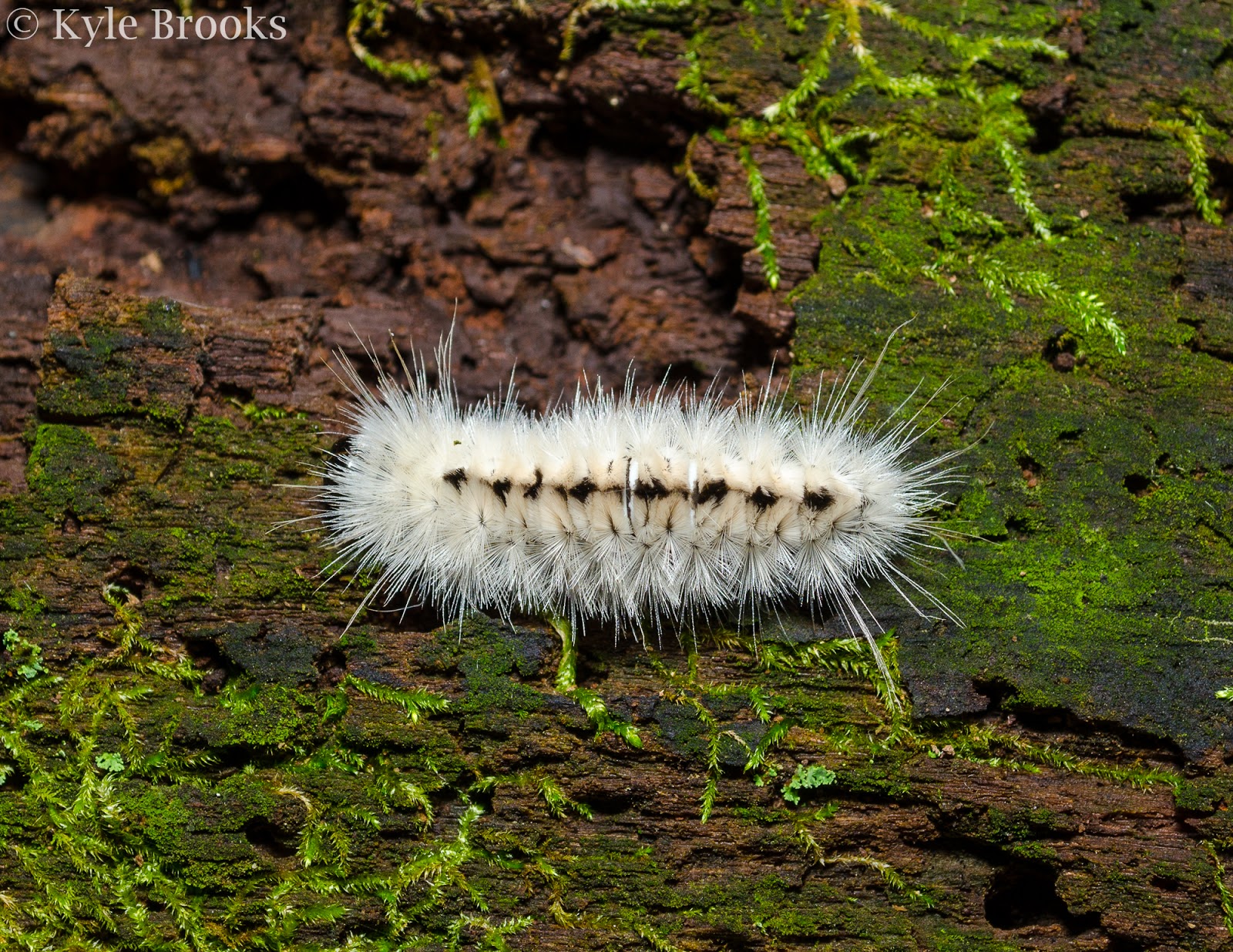 On the Subject of Nature: Caterpillars of the Fuzzy Variety