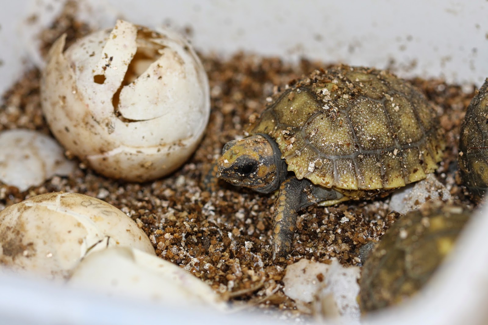 ZOO Logisch Een ei hoort erbij