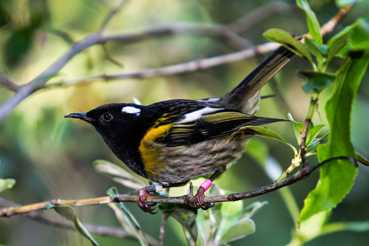 Stitchbird Stitchbird