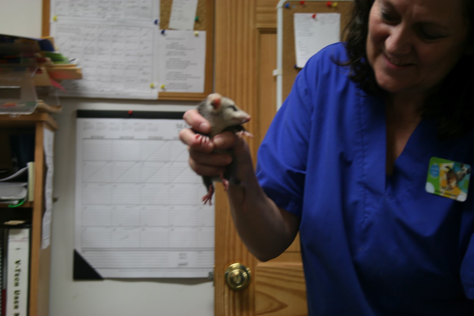 Animal Hospital of Walnut Cove