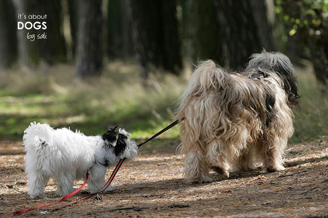 Tibet Terrier Chiru mit Biewer Yorkshire Terrier Lotta