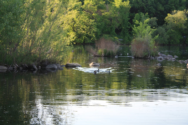 Geese enjoy Lake Harriet in Minneapolis, Minnesota as the sun sets.