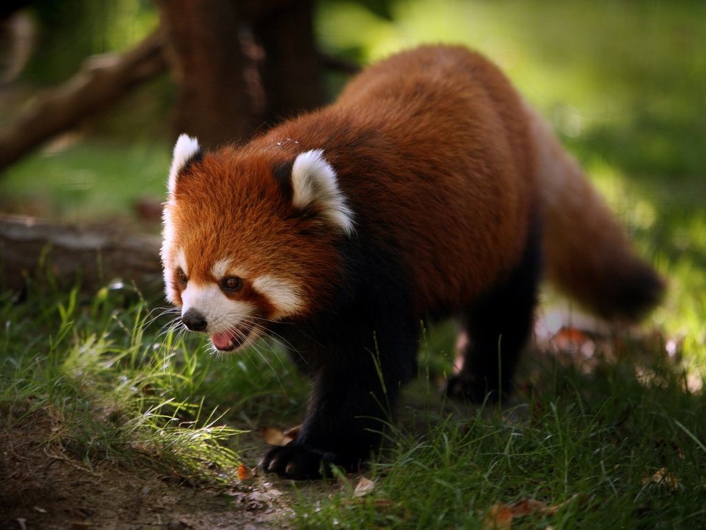 The Red Panda Cute Wildlife | The Wildlife