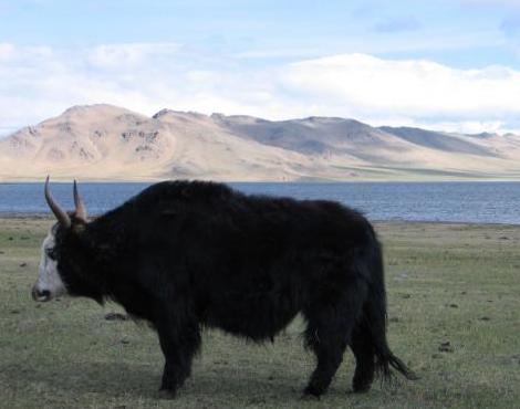 Animals Unique: Yak Unique