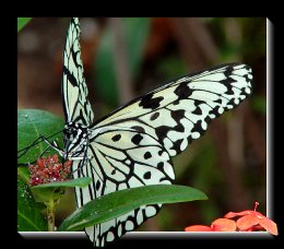Black and white butterfly wallpaper |Funny Animal