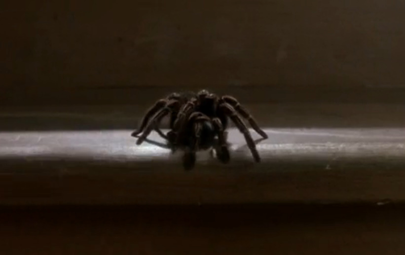 1 дома паук. тарантул 1955 клинт иствуд. 1 дома паук. кевин один дома. укус коричневого паука отшельника.