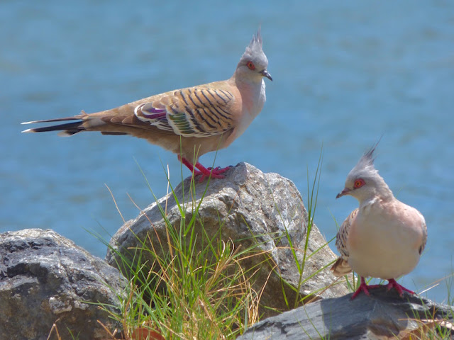 2 red-eyed pigeons with mohawk-like crests against a water background, grass and rock foreground