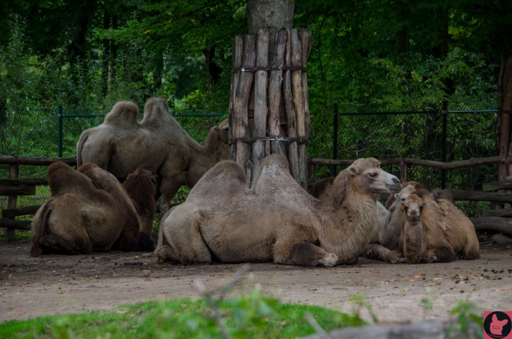 dickydackelblog Zoom Erlebniswelt Gelsenkirchen