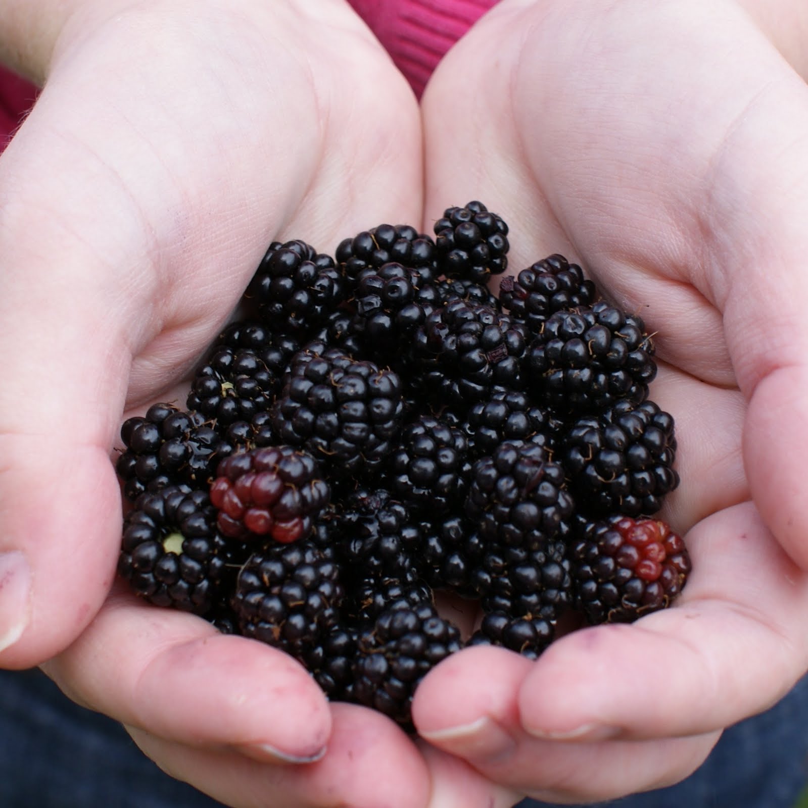 Blackberry Picking