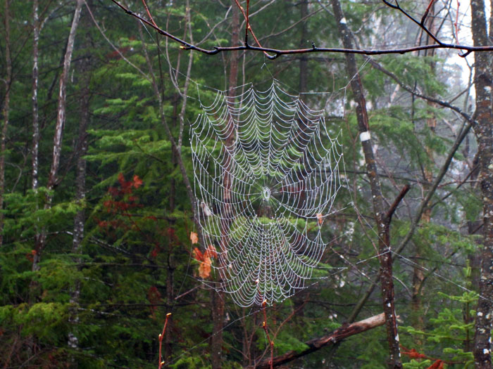Les minéraux Québec Sur le terrain 34 Fouilles dans la ZEC Bras