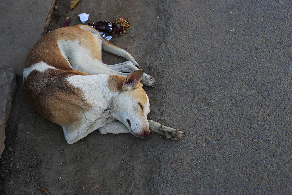 Exploring Varanasi with it's dogs...and why Indian dogs are dying out...