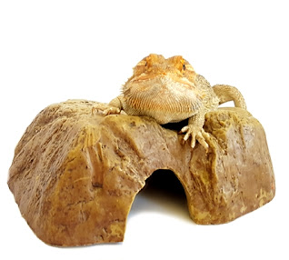 Cute bearded dragon names
