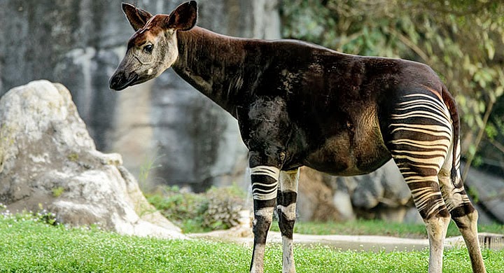 El okapi, especie amenazada - Ecomundo