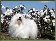 "Bosco", Surrounded by Cotton Flowers!