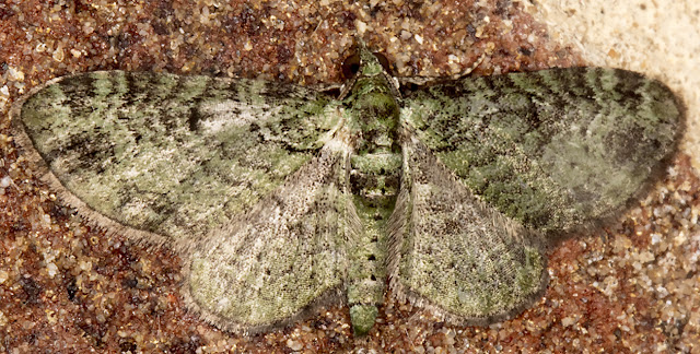 Green Pug, Pasiphila rectangulata. Luxford Lane, Crowborough, 14 June 2017. Green Pug, Pasiphila rectangulata. Luxford Lane, Crowborough, 14 June 2017.