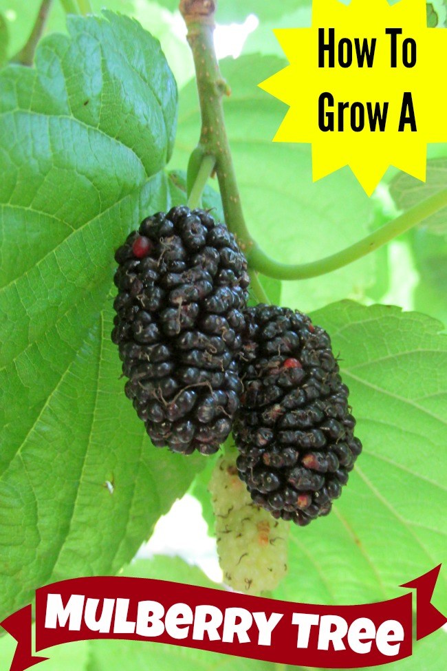 Helpful Tips How to Grow White and Black Mulberry, Benefits of