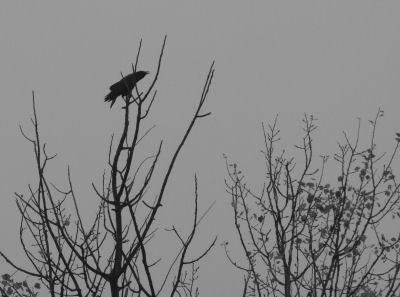 crow in treetop