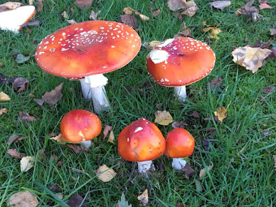 A cluster of toadstools, red with white speckles, on a lawn, surrounded by green grass and fallen autumn leaves. Image copyright © 2018 Laura S. Taylor.