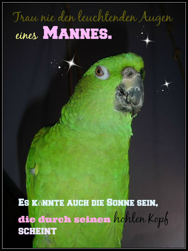 Max Papageiengeschichten Der Spruch Des Tages 9