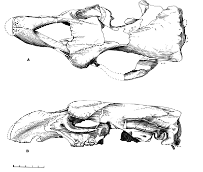 craneo de Prorastomus