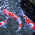 Vissen foto Japanse koi karpers