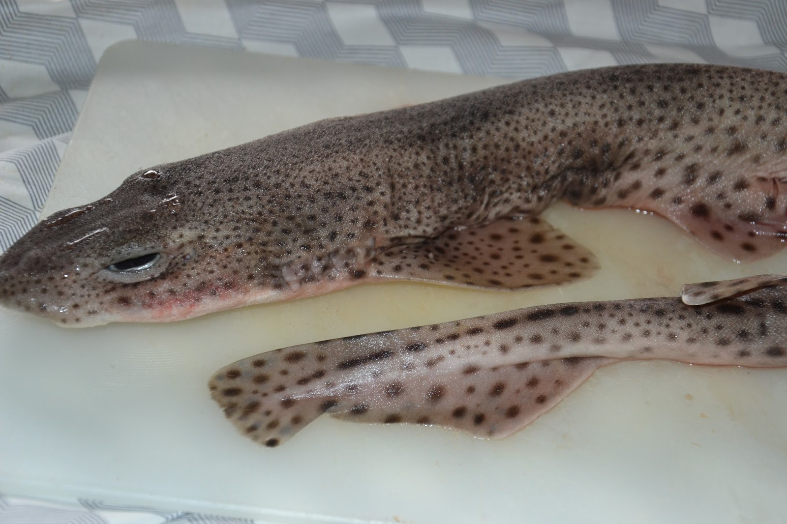 Oppdag Fisk! Småflekket Rødhai/Smallspotted Catshark/Scyliorhinus
