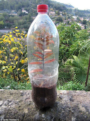 kauri esqueixos 11 12 16 8