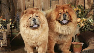 3. Chow-chow, Rp 12 juta-114 juta