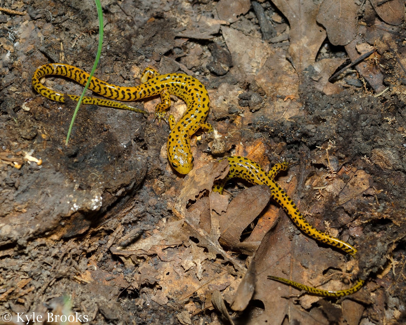 Long-Tailed Salamander Ohio