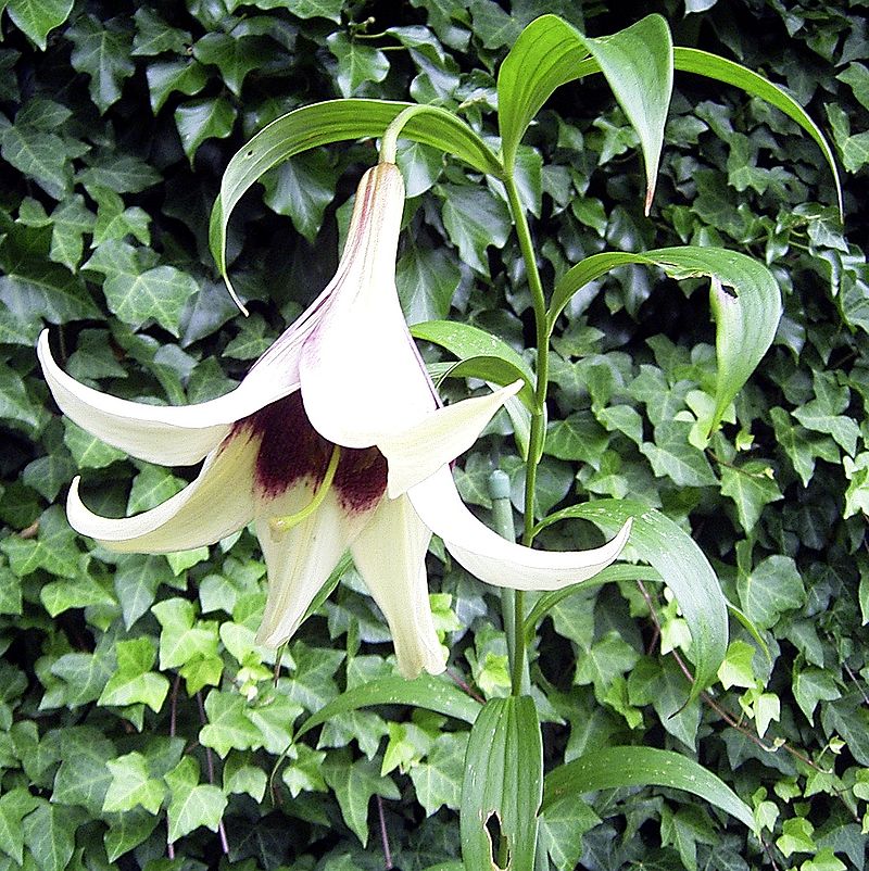 LILIUM NEPALENSE The Lily of Nepal The Garden of Eaden
