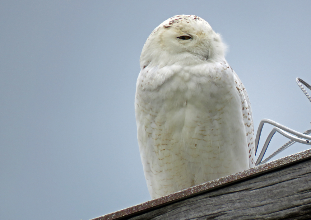 Life, Birding, Photos and Everything Snowy Owl in Kentucky