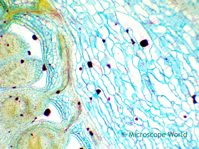 Microscopy image of ranunculus under the microscope (flower).