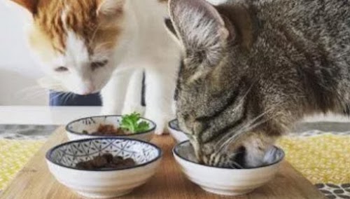 Cooking Your DIY Cat Foods, Why Not? Cooking Your DIY Cat Foods, Why Not?