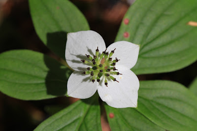 Cornus unalaschkensis - Western Bunchberry