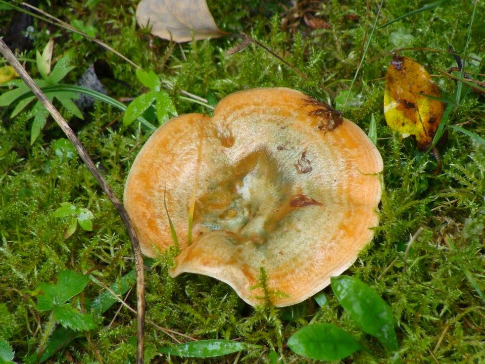 Lactarius deliciosus DSC23882