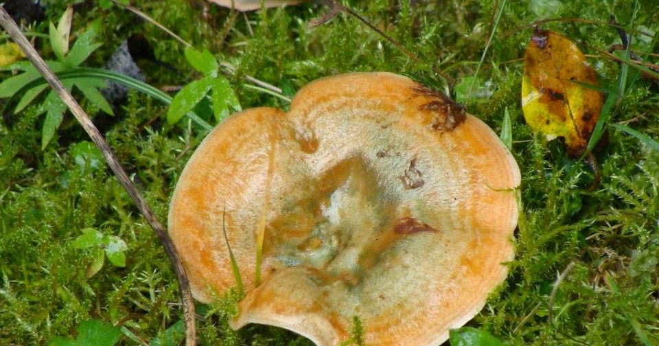 itself Mart Transistor Mushrooms from Romania: Lactarius deliciosus