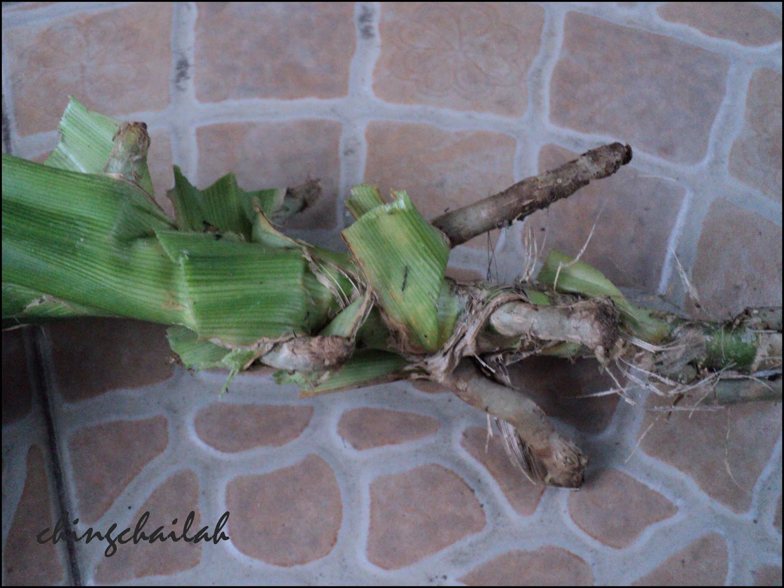 Simple Living In Nancy Growing Pandan (Screwpine) Leaves And Its