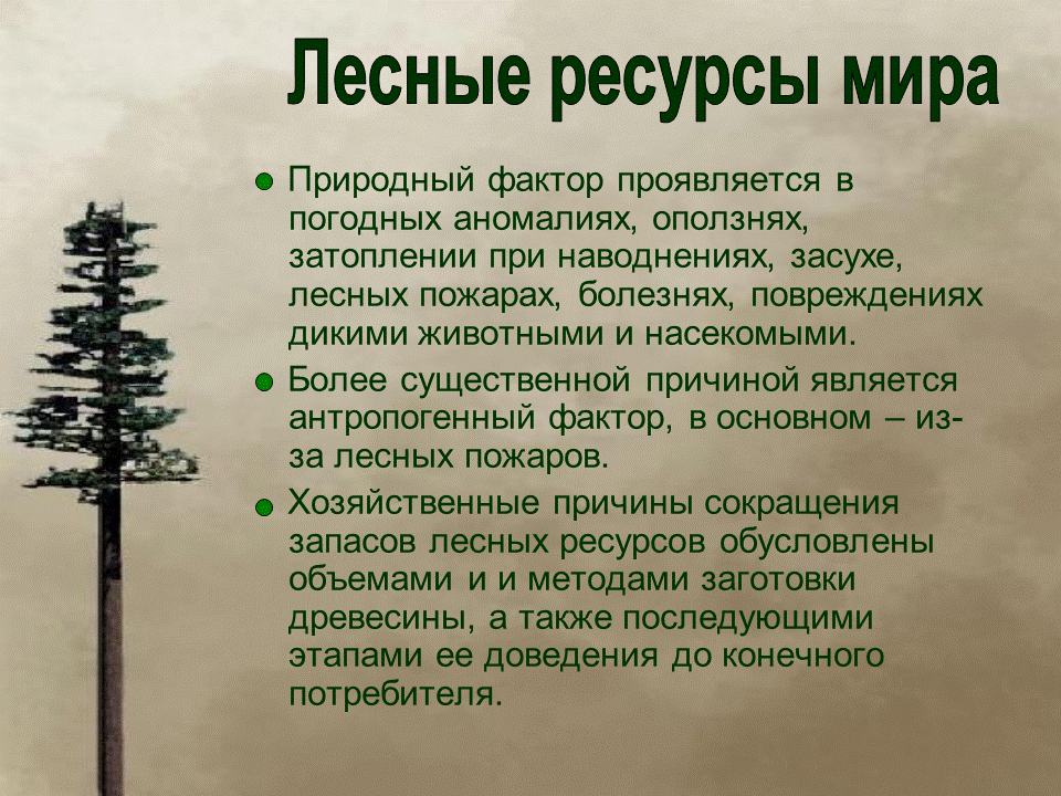 Лесные ресурсы сайт. Лесные ресурсы это кратко. Краткая характеристика лесных ресурсов. Проблемы рационального использования лесных ресурсов.