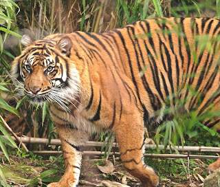 bengal tiger pictures, bengal tiger pics, picture of bengal tiger