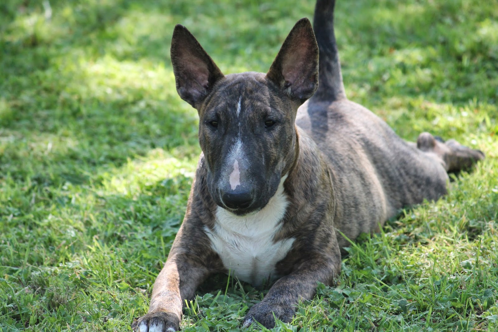 Indian Dogs Kennel Foto's