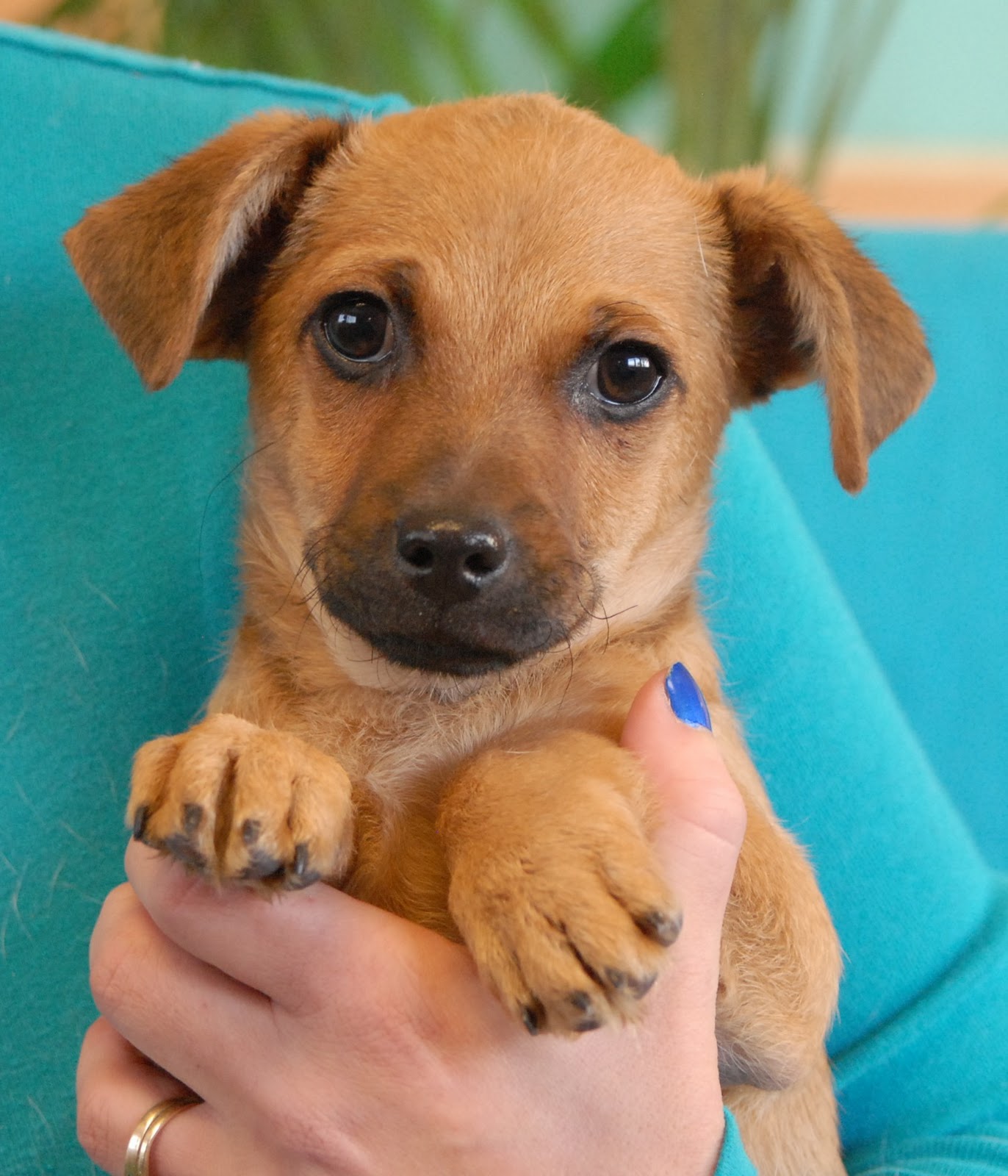 The Aloha Puppies debut for adoption today!