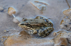 Rana común (Pelophylax perezi)