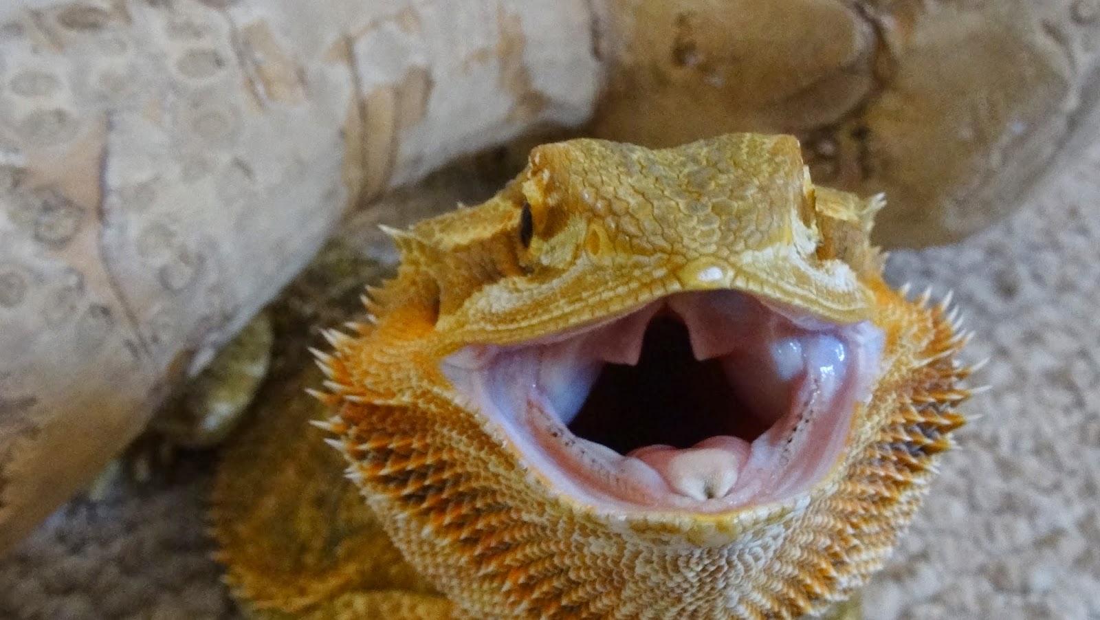 The Ultimate Guide to Bearded Dragon Periodontal Disease Symptoms