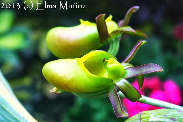 Catasetum incurvum female. Flores de orquideas