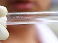 Le Brésil déploie son armée de moustiques génétiquement modifiés pour lutter contre un virus 